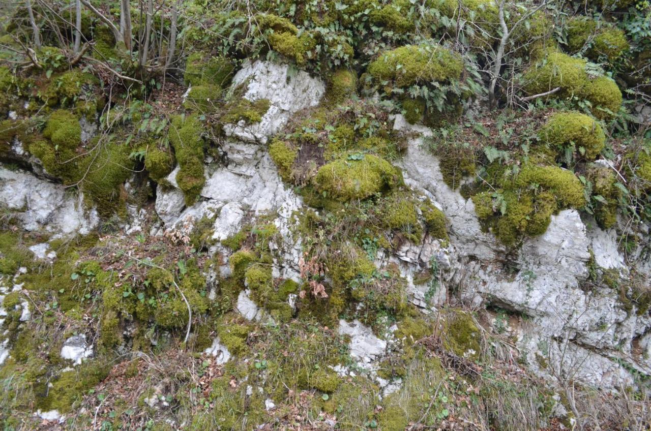 Apartma Nika Planina (Notranjska) Exterior foto